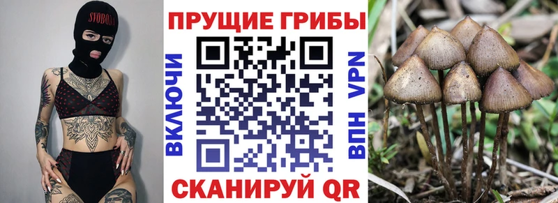 Псилоцибиновые грибы мицелий  Кизляр 